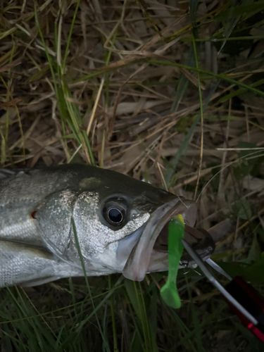 スズキの釣果