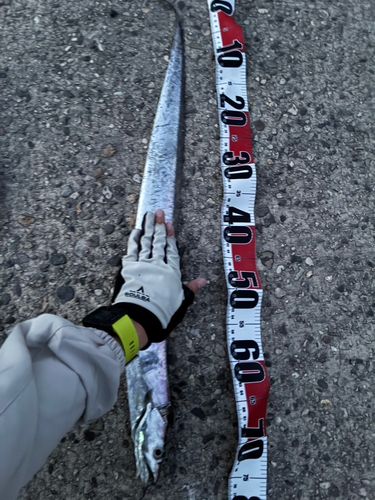 タチウオの釣果