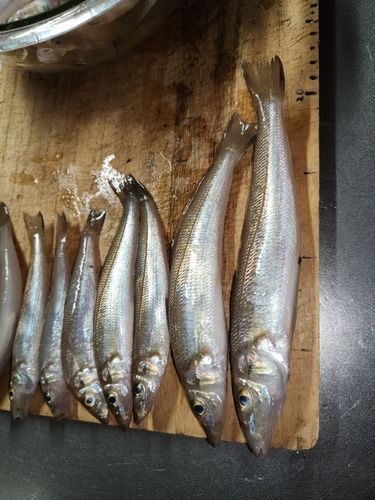 キスの釣果
