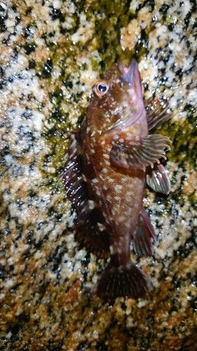 カサゴの釣果