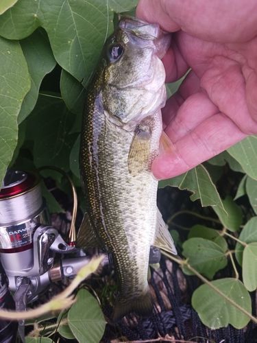 ラージマウスバスの釣果