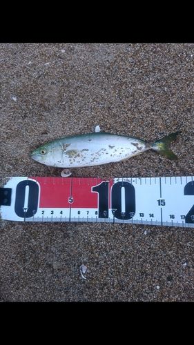 ツバスの釣果