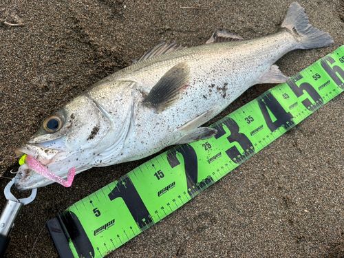 スズキ釣り 九頭竜川河口で釣れたスズキの釣り・釣果情報 - アングラーズ