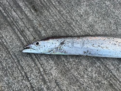 タチウオの釣果