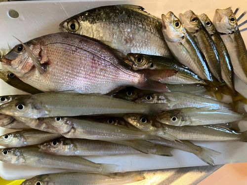 キスの釣果