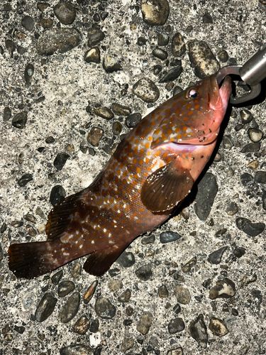 キジハタの釣果