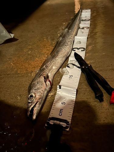 タチウオの釣果