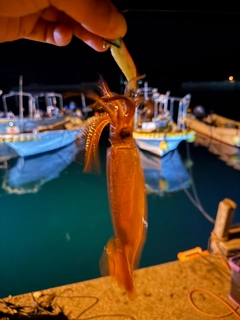 スルメイカの釣果