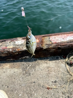 ヒイラギの釣果