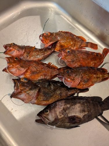 カサゴの釣果