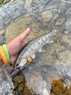 ヤマメの釣果