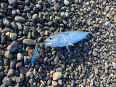 ソウダガツオの釣果