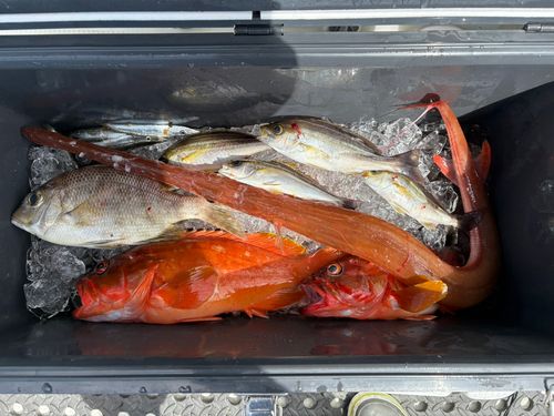 アカヤガラの釣果