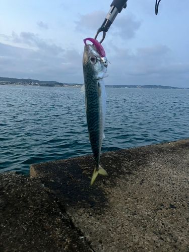 サバの釣果