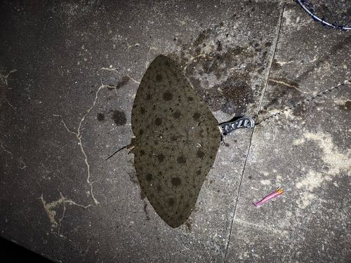 ツバクロエイの釣果