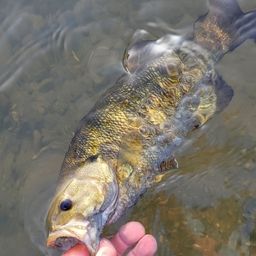 スモールマウスバス