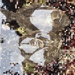 ヒラメ