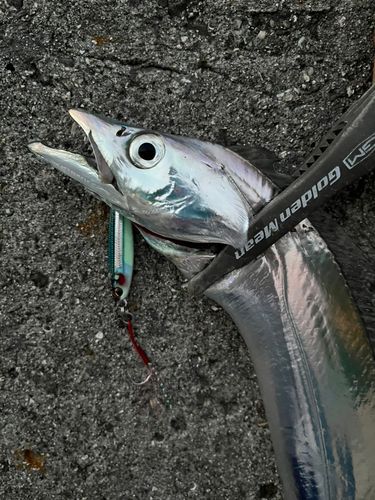 タチウオの釣果