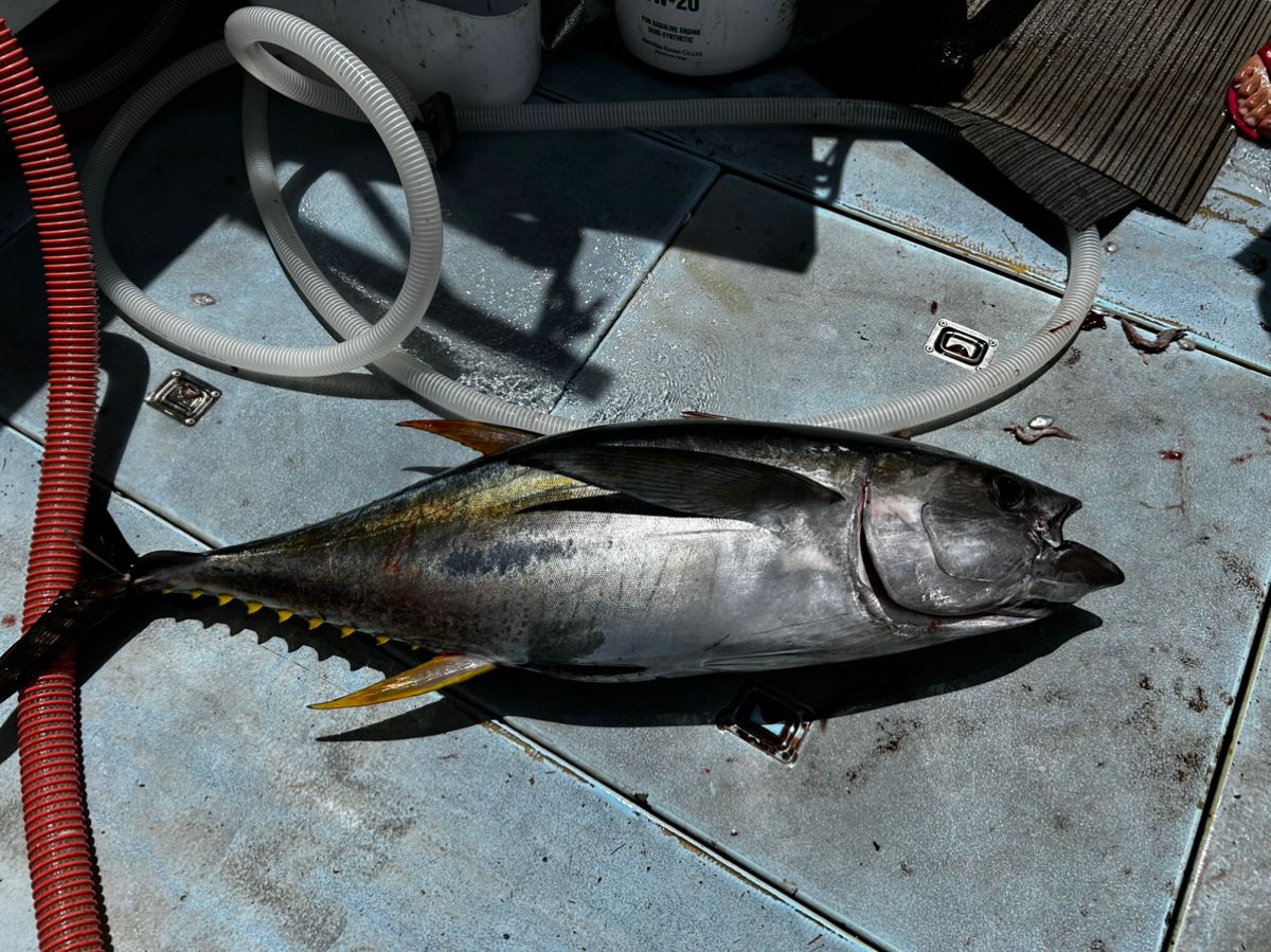 釣りバカニャンコ丸さんの釣果 2枚目の画像