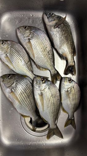 クロダイの釣果