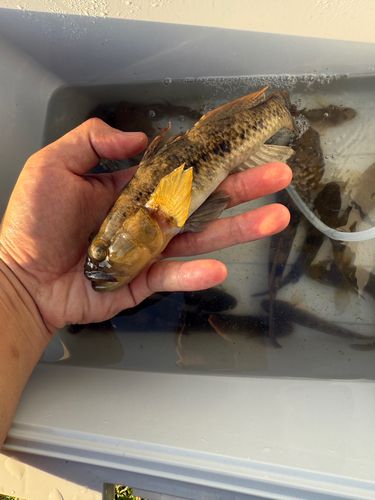 ウロハゼの釣果