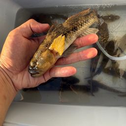 ウロハゼ