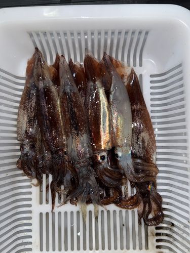 スルメイカの釣果