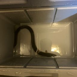 ウナギ
