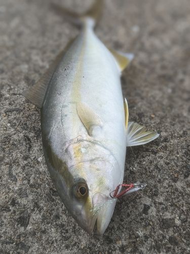 ネリゴの釣果