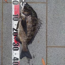 クロダイ