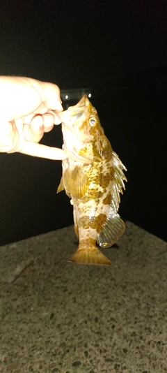 タケノコメバルの釣果