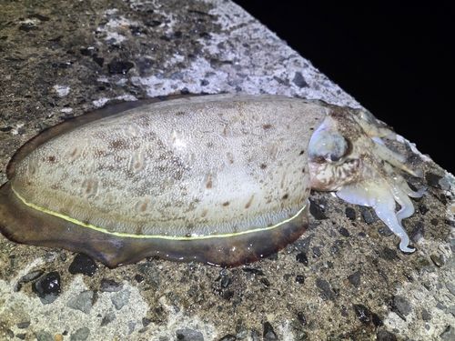 モンゴウイカの釣果