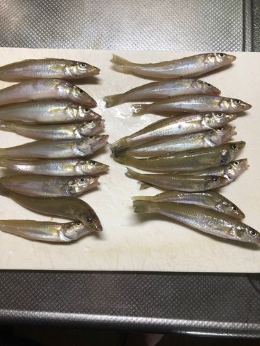キスの釣果