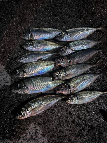 アジの釣果