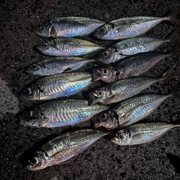 アジ