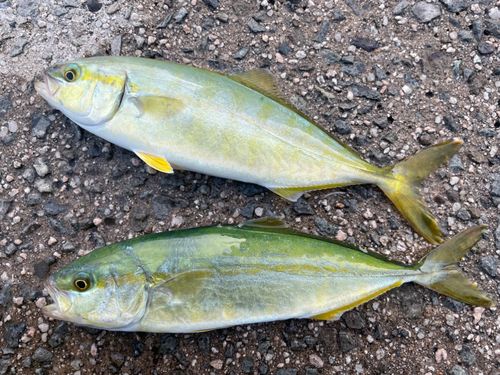 ヒラマサの釣果