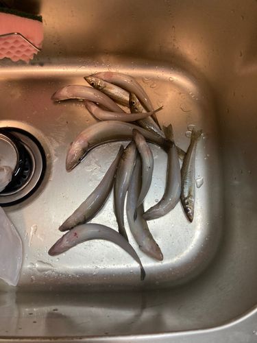 シロギスの釣果