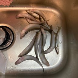 シロギス