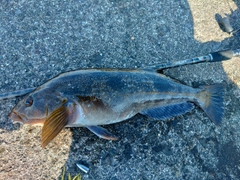 アイナメの釣果