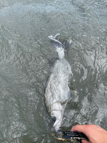 セイゴ（ヒラスズキ）の釣果