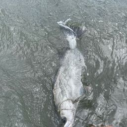 セイゴ（ヒラスズキ）