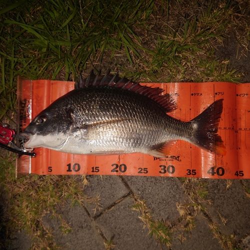 キビレの釣果