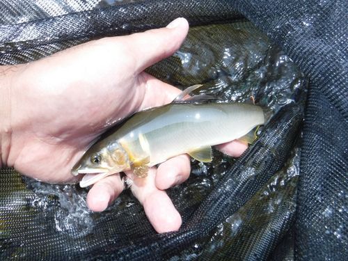 アユの釣果