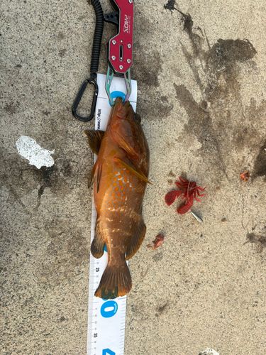 キジハタの釣果