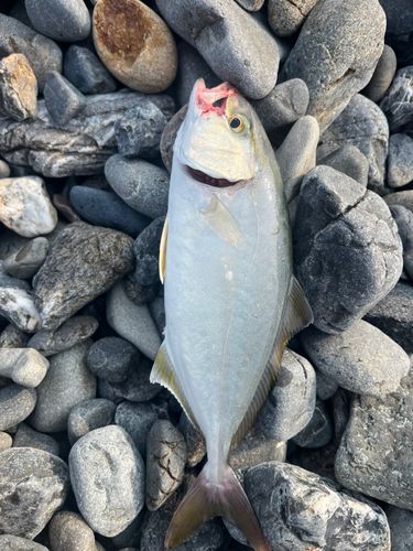 ショゴの釣果