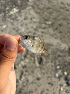 キスの釣果