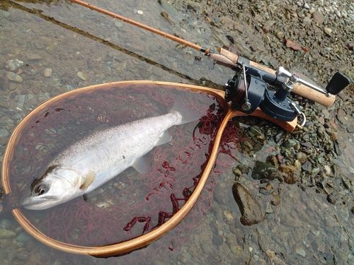 ヤマメの釣果