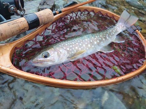 エゾイワナの釣果
