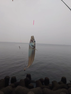 シロギスの釣果