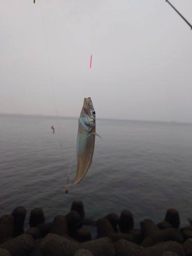 シロギスの釣果